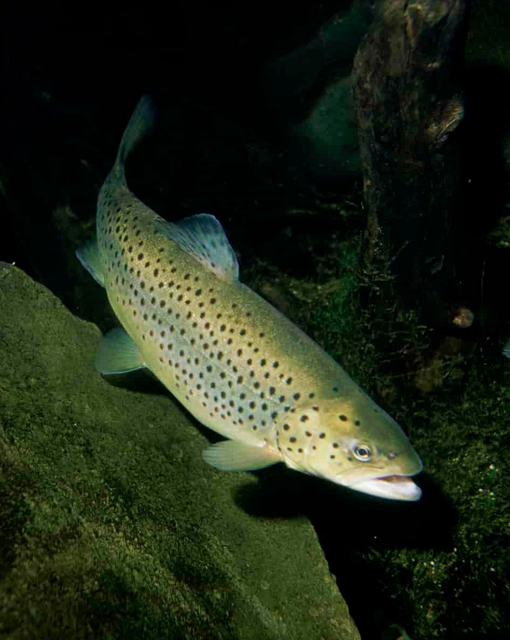 Prøvefiske på Atnsjøen 2023