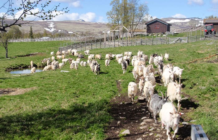 Seterkafeen på Øverdalssetra åpner mandag 1. juli