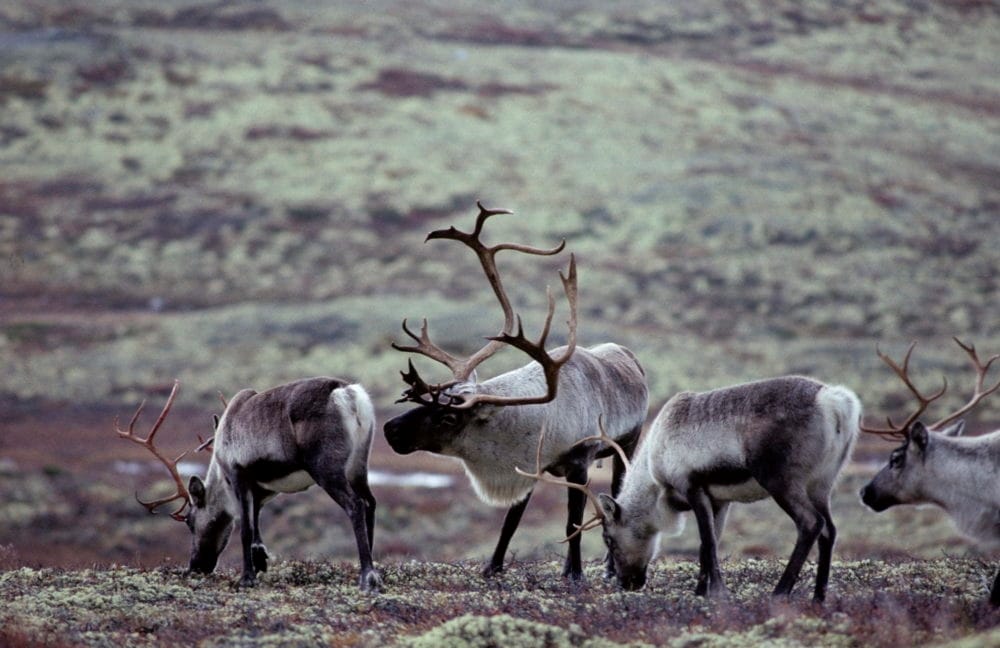 Opplevelser i villreinsfjellet