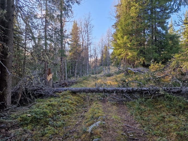 Vindfall og smånytt